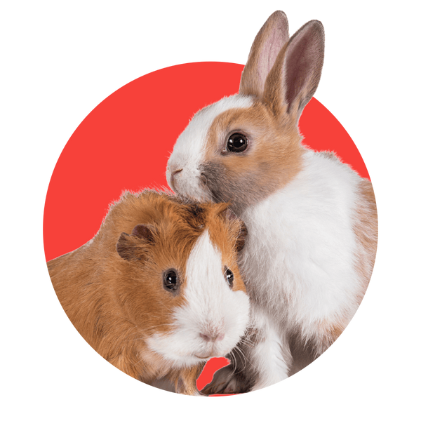 Animales Pequeños