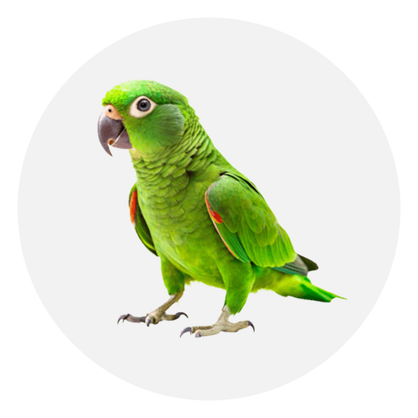 Aves
