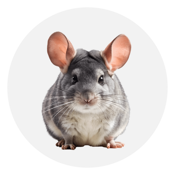 Chinchilla