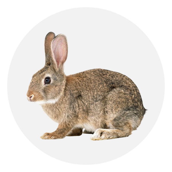 Conejo