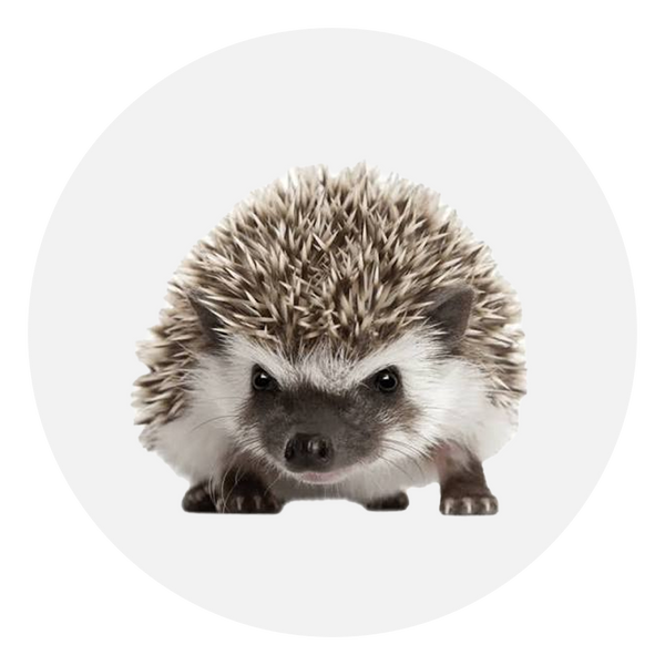 Erizo