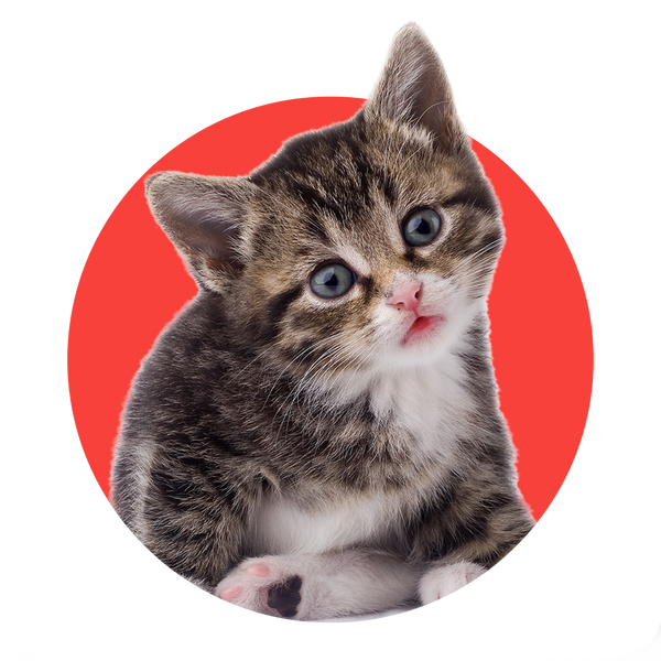 Gatos