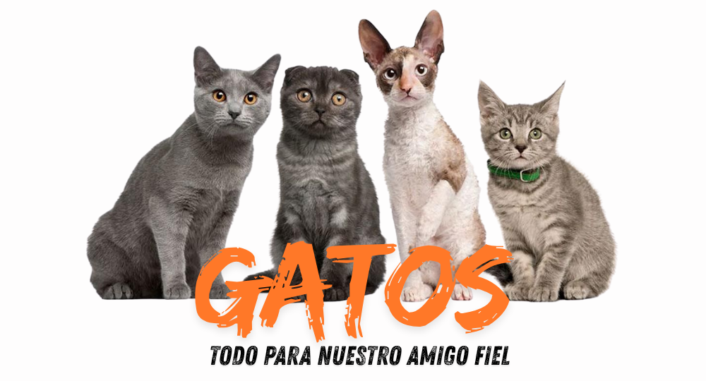 Gatos